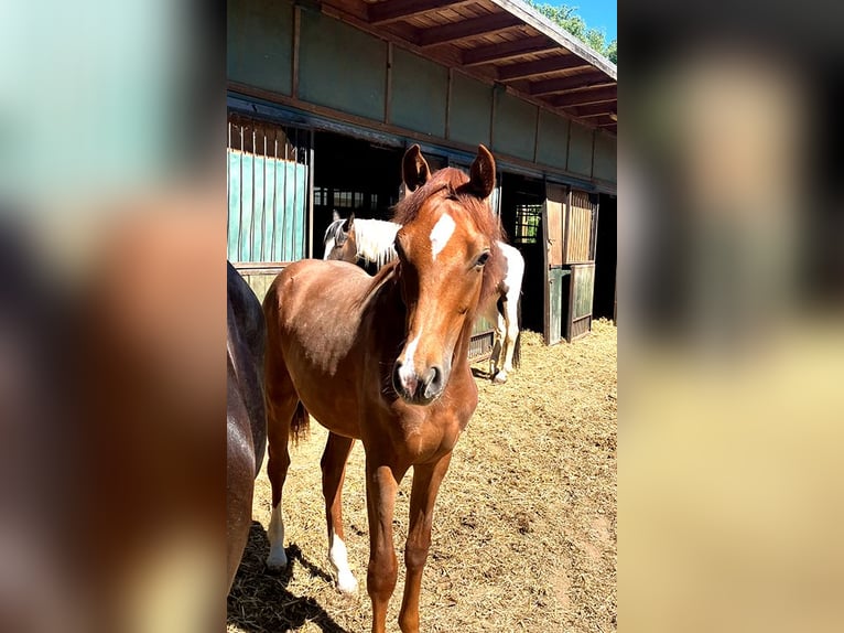 Deutsches Reitpferd Wallach 1 Jahr 169 cm Fuchs in Etgersleben