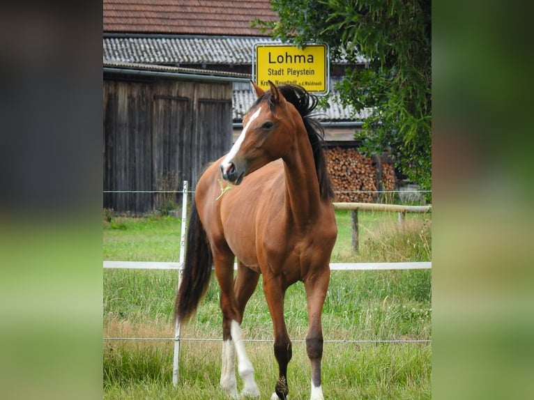 Deutsches Reitpferd Wallach 1 Jahr 170 cm Brauner in Pleystein