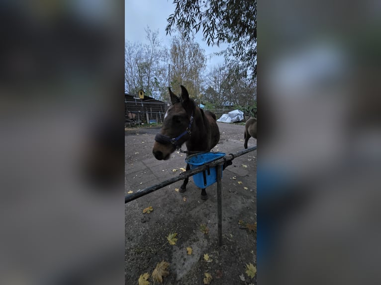 Deutsches Reitpferd Wallach 1 Jahr 172 cm in H&#xF6;now
