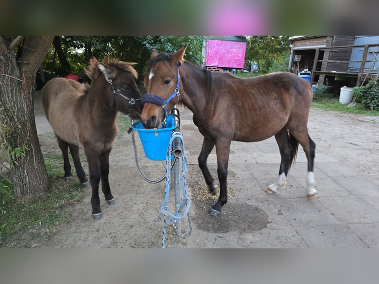 Deutsches Reitpferd Wallach 1 Jahr 172 cm in H&#xF6;now