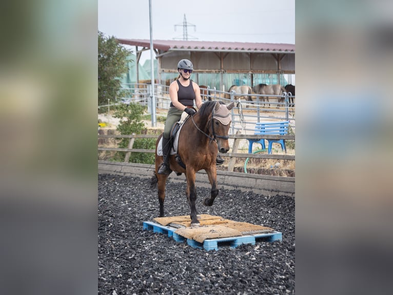 Deutsches Reitpferd Wallach 20 Jahre 162 cm Brauner in Wörrstadt