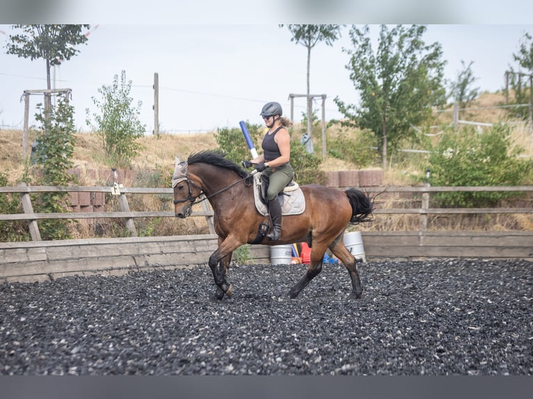 Deutsches Reitpferd Wallach 20 Jahre 162 cm Brauner in Wörrstadt