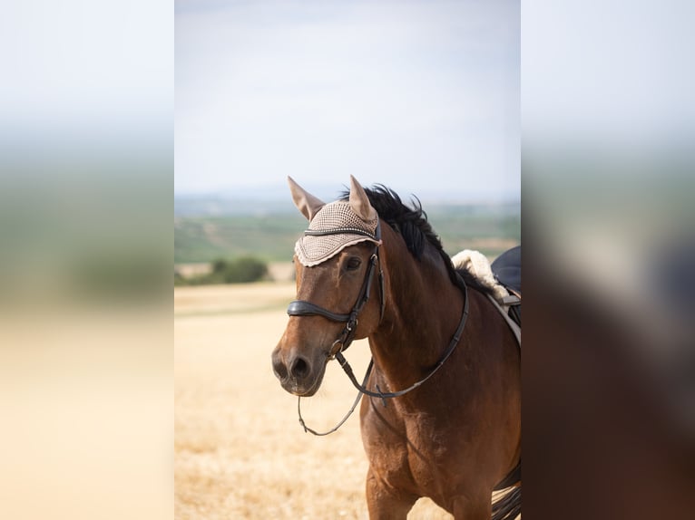 Deutsches Reitpferd Wallach 20 Jahre 162 cm Brauner in Wörrstadt