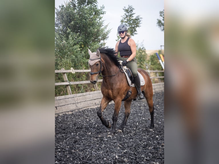 Deutsches Reitpferd Wallach 20 Jahre 162 cm Brauner in Wörrstadt