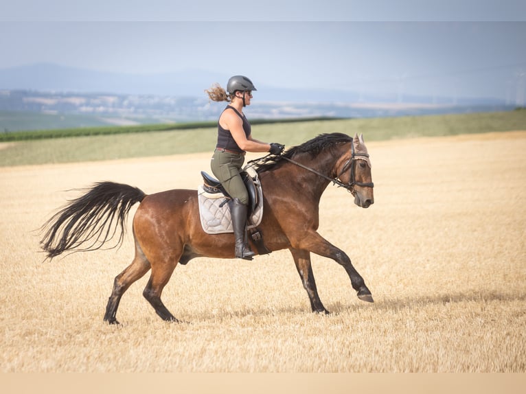 Deutsches Reitpferd Wallach 20 Jahre 162 cm Brauner in Wörrstadt