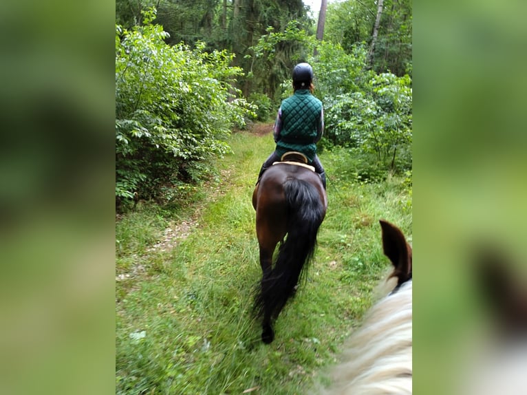 Deutsches Reitpferd Wallach 23 Jahre 165 cm Dunkelbrauner in Friedrichswalde