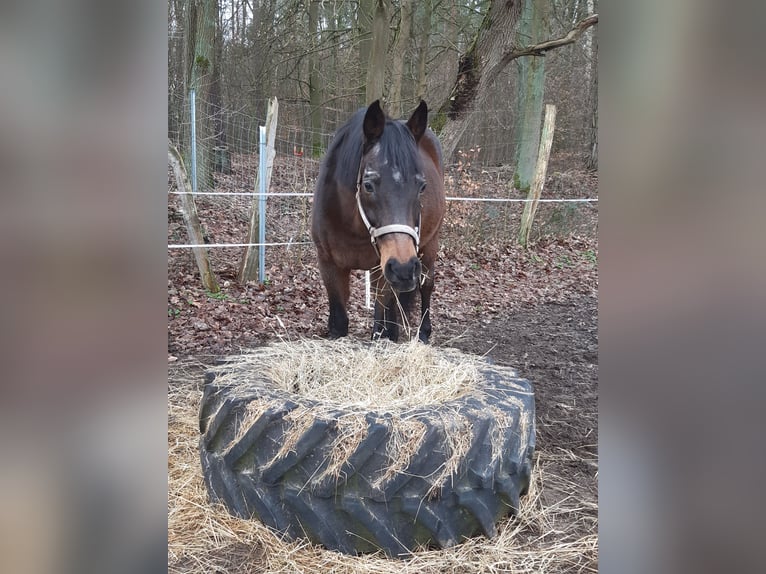 Deutsches Reitpferd Wallach 23 Jahre 165 cm Dunkelbrauner in Friedrichswalde