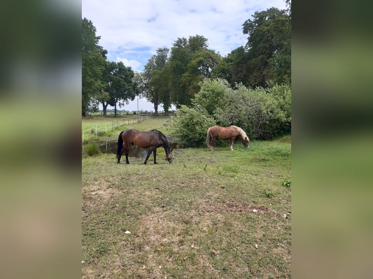 Deutsches Reitpferd Wallach 23 Jahre 165 cm Dunkelbrauner in Friedrichswalde