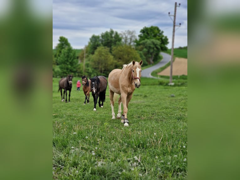 Deutsches Reitpferd Wallach 23 Jahre 172 cm Palomino in Sch&#xF6;nberg