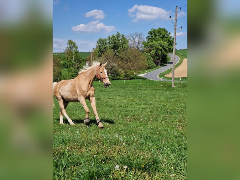 Deutsches Reitpferd Wallach 23 Jahre 172 cm Palomino in Sch&#xF6;nberg