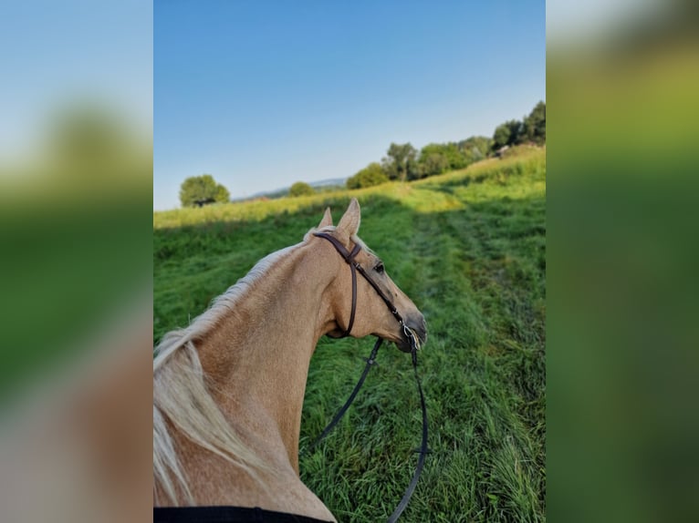 Deutsches Reitpferd Wallach 23 Jahre 172 cm Palomino in Sch&#xF6;nberg