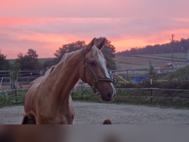 Deutsches Reitpferd Wallach 23 Jahre 172 cm Palomino in Sch&#xF6;nberg