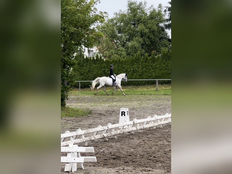Deutsches Reitpferd Wallach 25 Jahre 165 cm Schimmel in Bobritzsch