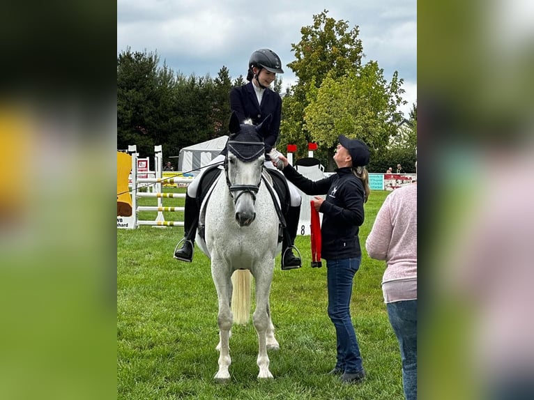Deutsches Reitpferd Wallach 25 Jahre 165 cm Schimmel in Bobritzsch