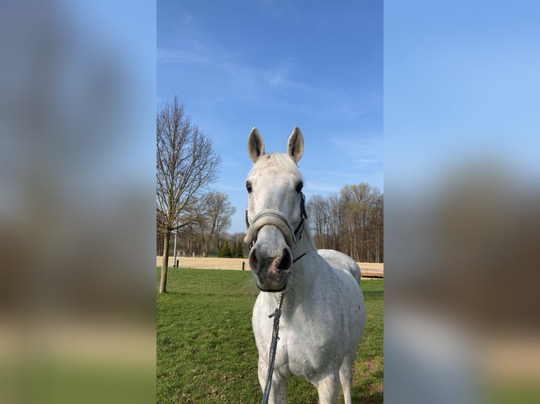 Deutsches Reitpferd Wallach 25 Jahre 165 cm Schimmel in Bobritzsch