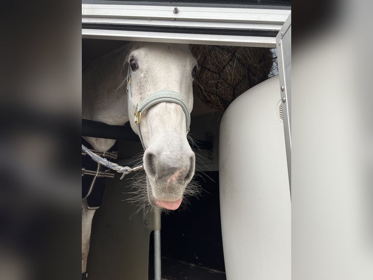 Deutsches Reitpferd Wallach 25 Jahre 165 cm Schimmel in Bobritzsch