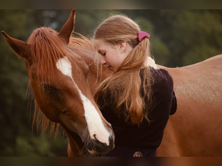 Deutsches Reitpferd Wallach 2 Jahre 146 cm Fuchs in Gudensberg