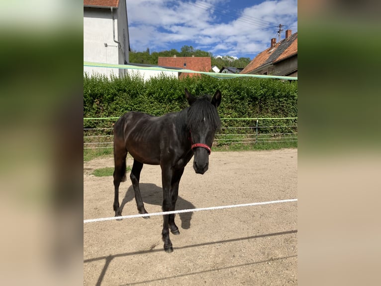 Deutsches Reitpferd Mix Wallach 2 Jahre 150 cm Dunkelbrauner in Gerbach