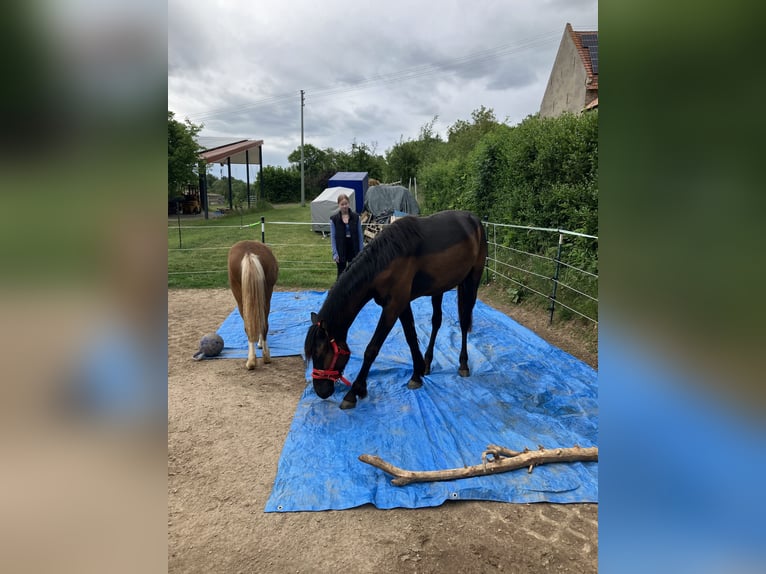 Deutsches Reitpferd Mix Wallach 2 Jahre 150 cm Dunkelbrauner in Gerbach