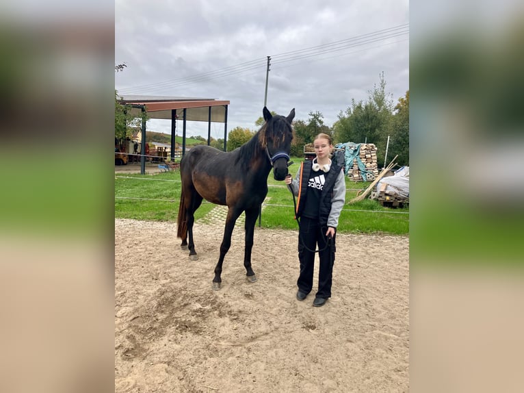 Deutsches Reitpferd Mix Wallach 2 Jahre 150 cm Dunkelbrauner in Gerbach