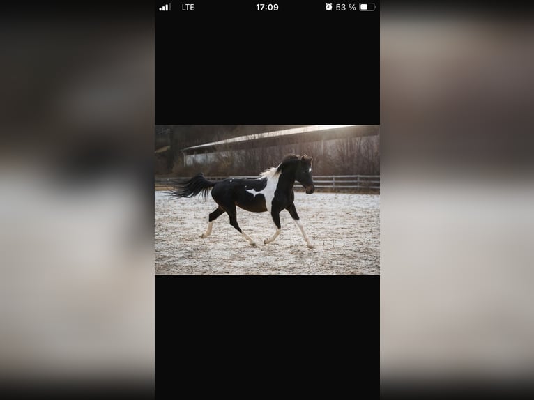 Deutsches Reitpferd Mix Wallach 2 Jahre 150 cm Dunkelbrauner in Gerbach