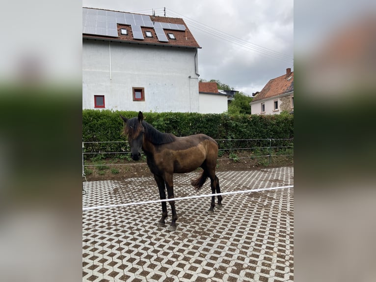 Deutsches Reitpferd Mix Wallach 2 Jahre 150 cm Dunkelbrauner in Gerbach