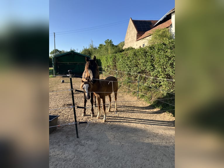 Deutsches Reitpferd Mix Wallach 2 Jahre 150 cm Dunkelbrauner in Gerbach