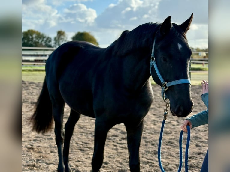 Deutsches Reitpferd Wallach 2 Jahre 155 cm Rappe in Oeversee