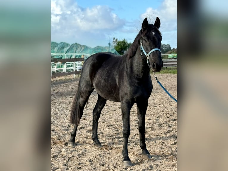 Deutsches Reitpferd Wallach 2 Jahre 155 cm Rappe in Oeversee
