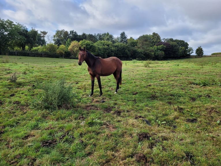 Deutsches Reitpferd Wallach 2 Jahre 162 cm Brauner in Brakel