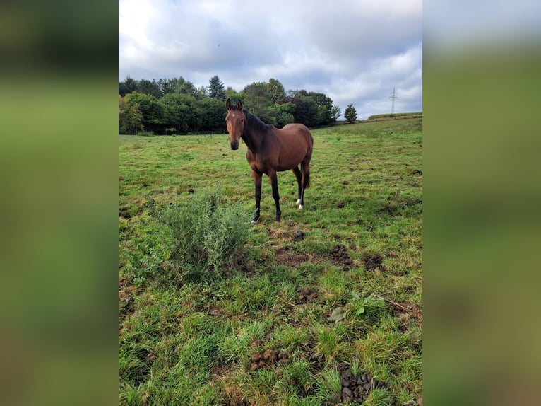 Deutsches Reitpferd Wallach 2 Jahre 162 cm Brauner in Brakel