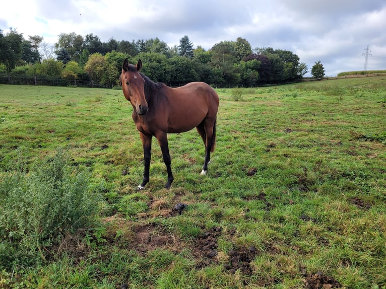 Deutsches Reitpferd Wallach 2 Jahre 162 cm Brauner in Brakel
