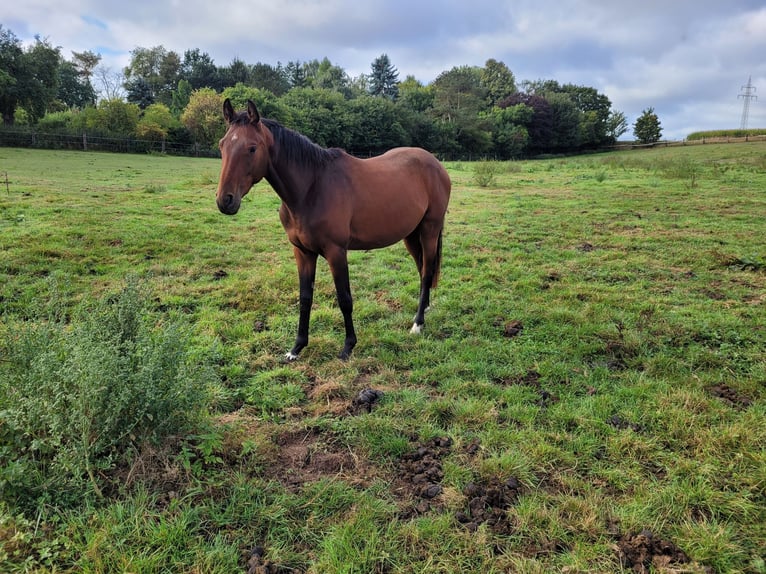 Deutsches Reitpferd Wallach 2 Jahre 162 cm Brauner in Brakel