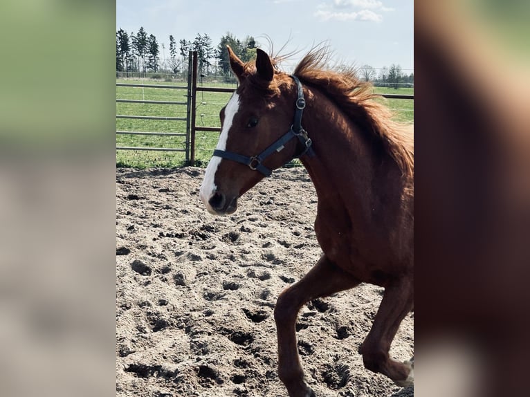 Deutsches Reitpferd Wallach 2 Jahre Fuchs in Meinersen