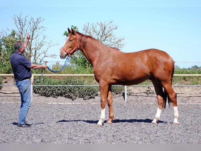 Deutsches Reitpferd Wallach 2 Jahre Fuchs in Crivitz