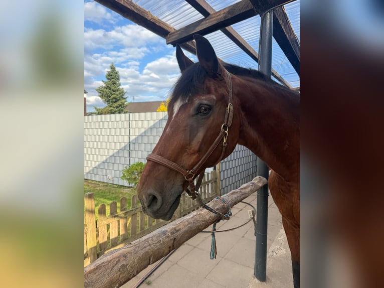 Deutsches Reitpferd Wallach 30 Jahre 165 cm Brauner in Erftstadt