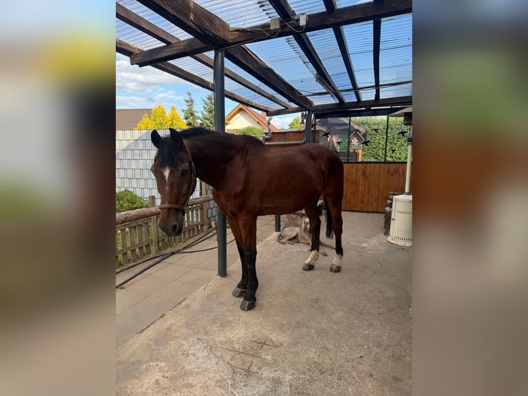 Deutsches Reitpferd Wallach 30 Jahre 165 cm Brauner in Erftstadt