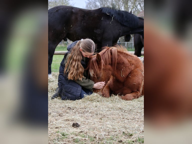 Deutsches Reitpferd Wallach 3 Jahre 146 cm Fuchs in Gudensberg