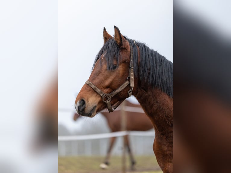 Deutsches Reitpferd Mix Wallach 3 Jahre 150 cm Brauner in Kuden