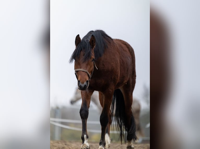 Deutsches Reitpferd Mix Wallach 3 Jahre 150 cm Brauner in Kuden