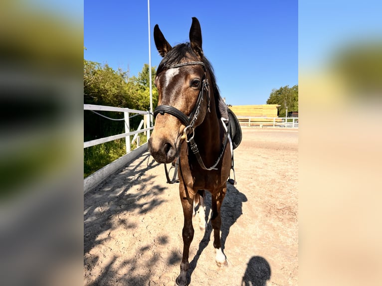 Deutsches Reitpferd Wallach 3 Jahre 150 cm Buckskin in Kabelsketal