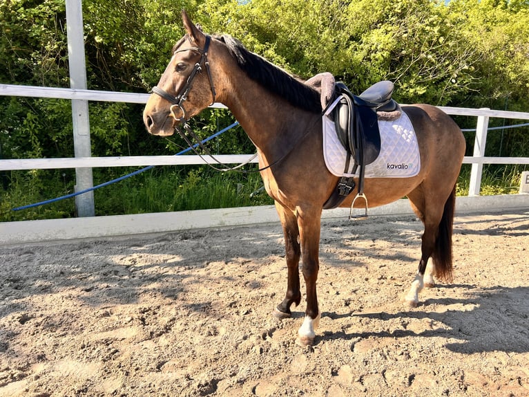 Deutsches Reitpferd Wallach 3 Jahre 150 cm Buckskin in Kabelsketal