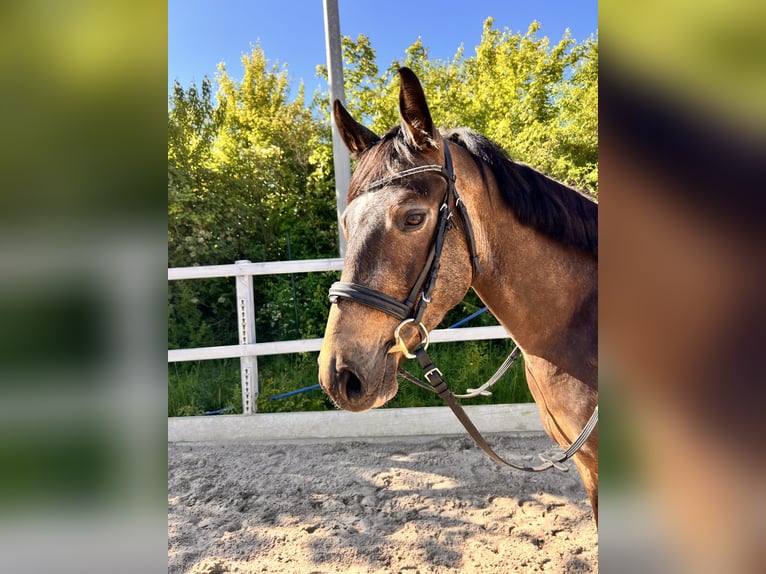 Deutsches Reitpferd Wallach 3 Jahre 150 cm Buckskin in Kabelsketal