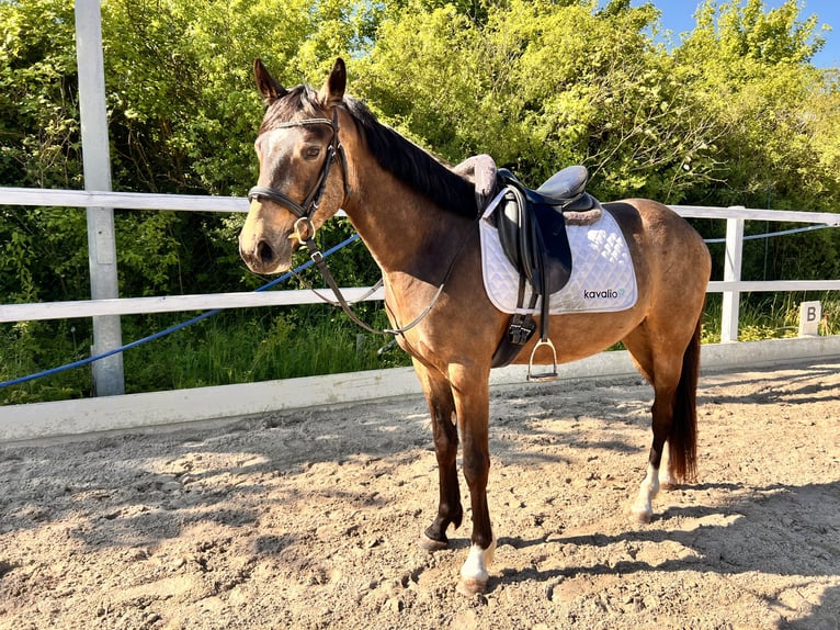 Deutsches Reitpferd Wallach 3 Jahre 150 cm Buckskin in Kabelsketal