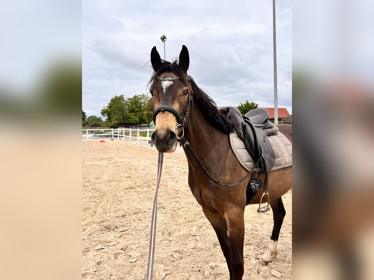 Deutsches Reitpferd Wallach 3 Jahre 150 cm Buckskin in Kabelsketal
