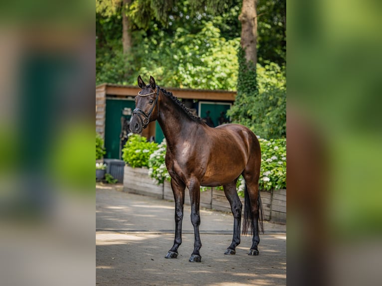 Deutsches Reitpferd Wallach 3 Jahre 158 cm Rappe in Stuhr