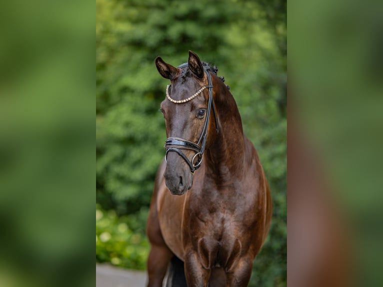 Deutsches Reitpferd Wallach 3 Jahre 158 cm Rappe in Stuhr