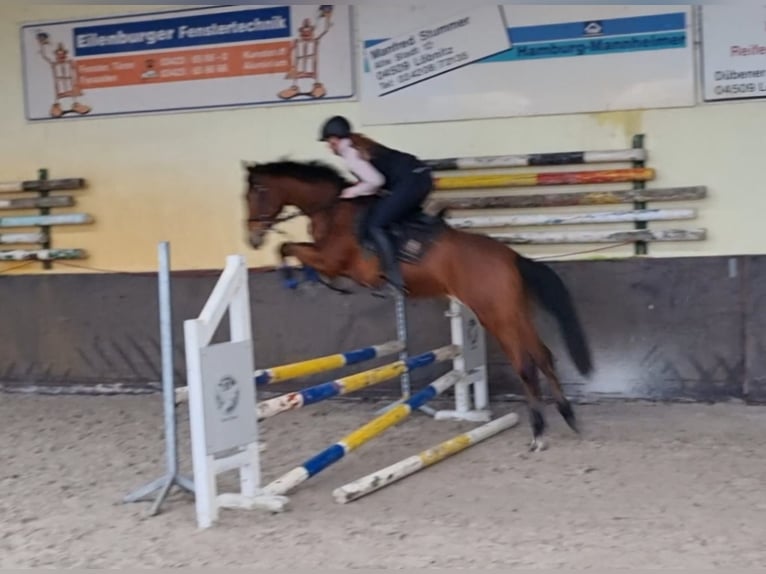 Deutsches Reitpferd Wallach 3 Jahre 160 cm Brauner in L&#xF6;bnitz