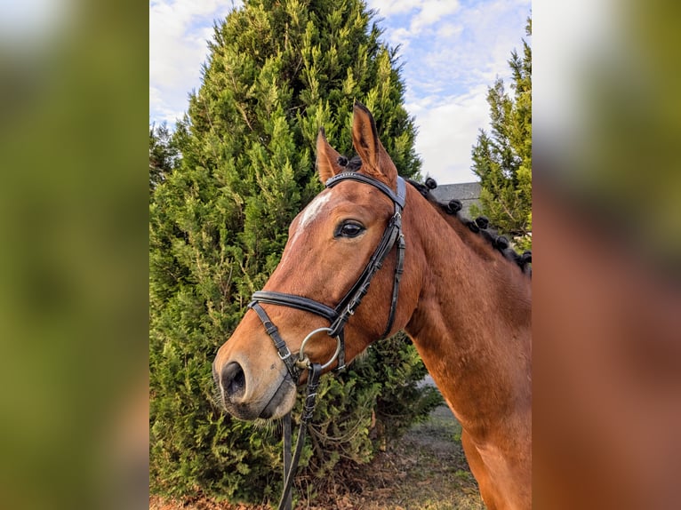 Deutsches Reitpferd Wallach 3 Jahre 160 cm Brauner in L&#xF6;bnitz