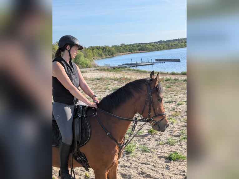 Deutsches Reitpferd Wallach 3 Jahre 160 cm Brauner in L&#xF6;bnitz